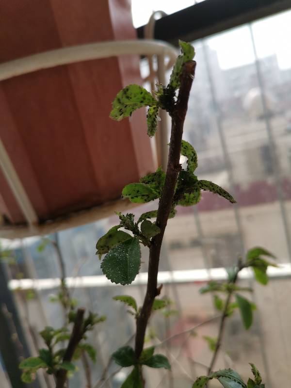 木本海棠盆栽图片:养护指南与鉴赏要点