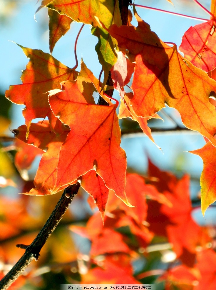 种姜属于扦插吗？揭开姜种植的神秘面纱